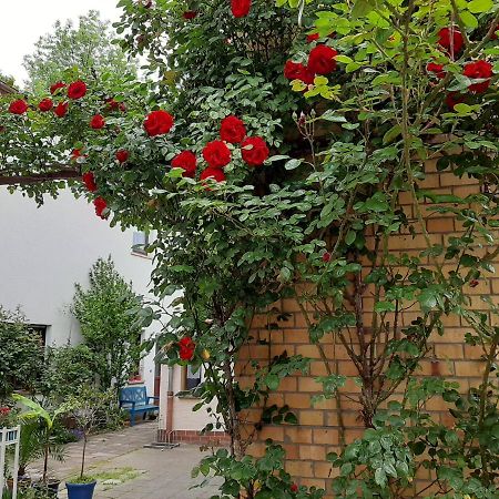Fewo Rosenbluete Am Stadtpark Wittenberg Ngoại thất bức ảnh