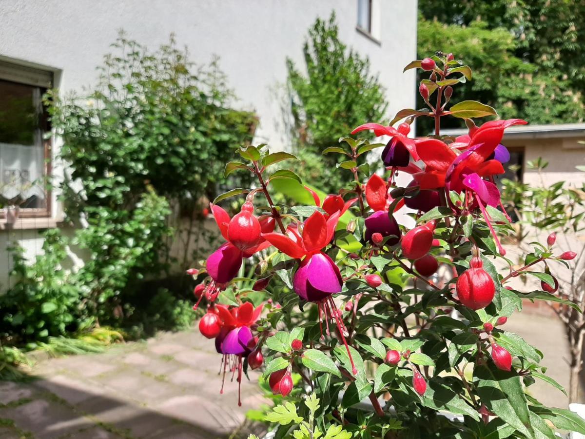Fewo Rosenbluete Am Stadtpark Wittenberg Ngoại thất bức ảnh